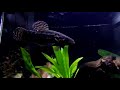 Gold wolf fish  black wolf fish feature