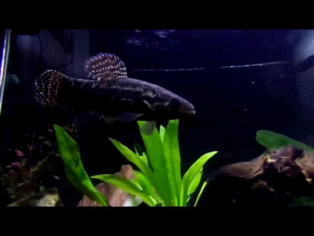 Gold Wolf Fish Black Wolf Fish Feature Video Youtube Gold Wolf Fish Black Wolf Fish Feature Video Youtube