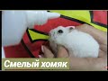 Спасаю глаз хомяка часть 2