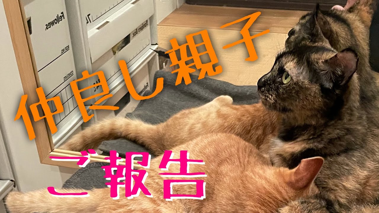 最恐猫サヴィーヌ親子の仲良し動画 ご報告 途中音量大きいです 21 Youtube 最恐猫サヴィーヌ親子の仲良し動画 ご報告 途中音量大きいです 21 Youtube