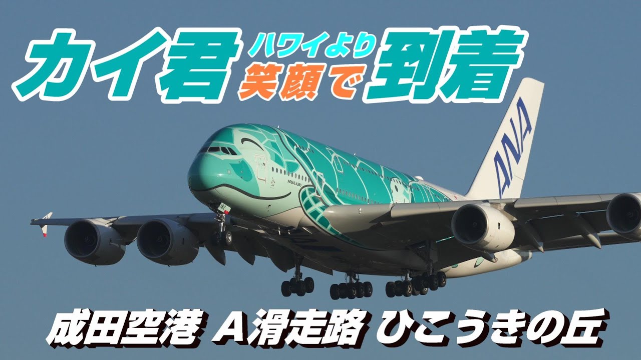 4K】成田空港 ひこうきの丘 全日空 フライング・ホヌ カイ君ハワイ