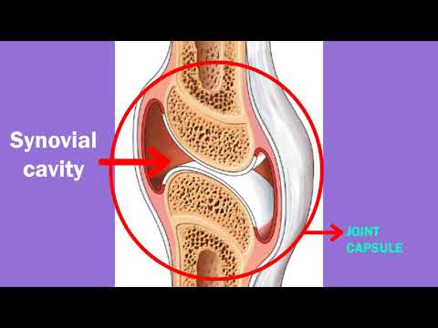 Structure of Synovial joint