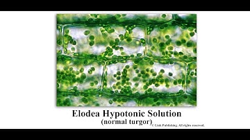 Elodea Hypotonic Solution (normal turgor)