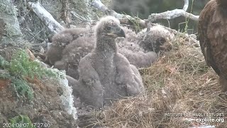 Eaglet Heraldic Pose; Ake's Goof and Make-up w\/ Thunder West End Bald Eagle Nest Explore.org 4-7-24