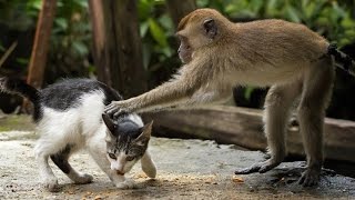MONKEYS Playing With CATS | Funny Videos of Animal Compilation