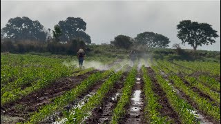 Más de 100,000 pesos PERDIDOS en siembra de MAÍZ POR INTOXICACIÓN DE HERBICIDAS. (¿¿Se salvó??)