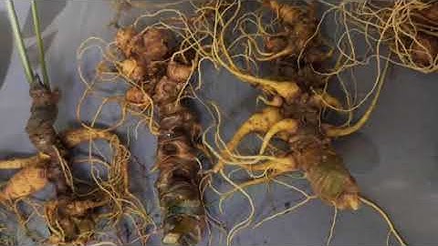 trình làng lô sâm ngọc linh chuẫn gen 10 củ /1kg đẹp xuất sắc , già đanh mắt chi chít #sâm_ngọc_linh