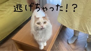 むーちゃんが逃げました！！猫を舐めていたママに厳しいお仕置きが…。なんとか捕まえましたが怖かったです。お庭に出る時は必ずリードをつけると誓います！！ by むーちゃん猫とごきげんな毎日 250 views 3 months ago 3 minutes, 41 seconds