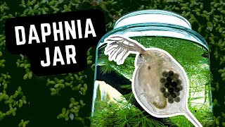 How To Grow Live Food for Guppies  Daphnia Culture Ecosystem in a Jar #aquarium #guppy #fishtank