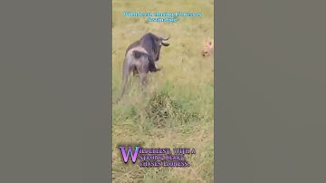 💦Wildebeest counterattacks on Lioness🦁#youtube #wildebeest #lionesses #shorts #ytshorts