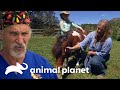 Doutor Jeff atende um pequeno pônei | Veterinário das Montanhas | Animal Planet Brasil