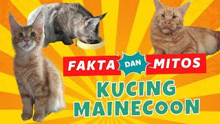 FACTS AND MYTHS ABOUT MAINECOON CAT