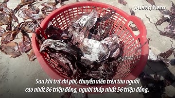 Ngư dân Quảng Nam thu hơn 5 tỷ đồng cho một chuyến câu mực