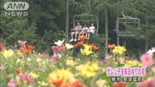 スキー場のゲレンデに75万本のユリ見頃　那須塩原（11/08/14）