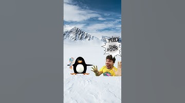 Thumbnail of Penguin  (very emotional!!) #memes #penguin #meme #mrbeast