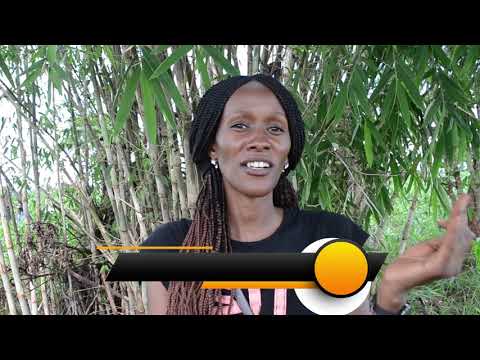 Video: Katika Kichaka Cha Mianzi