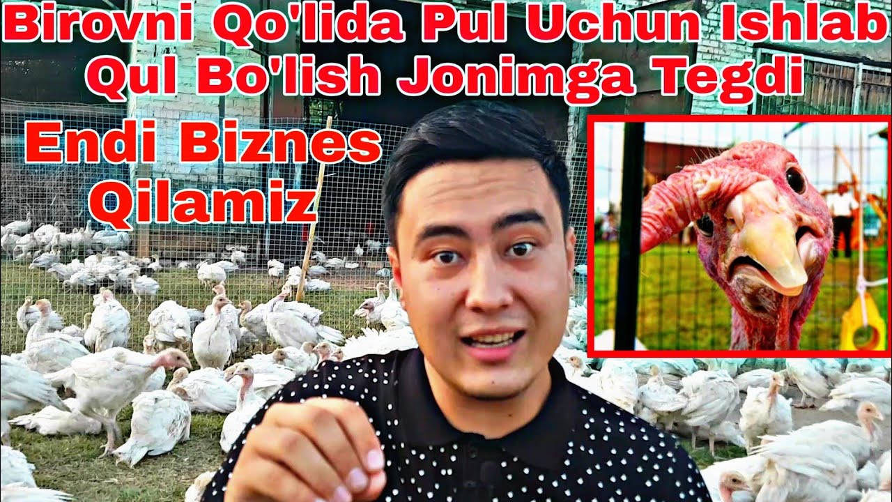 1000 TA BIG 6 INDUK (KURKA) BOQISH SIRLARI