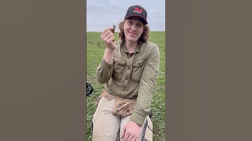 Coins For Spurs Metal Detecting @MinelabDetecting #neilcolston #metaldetecting #history