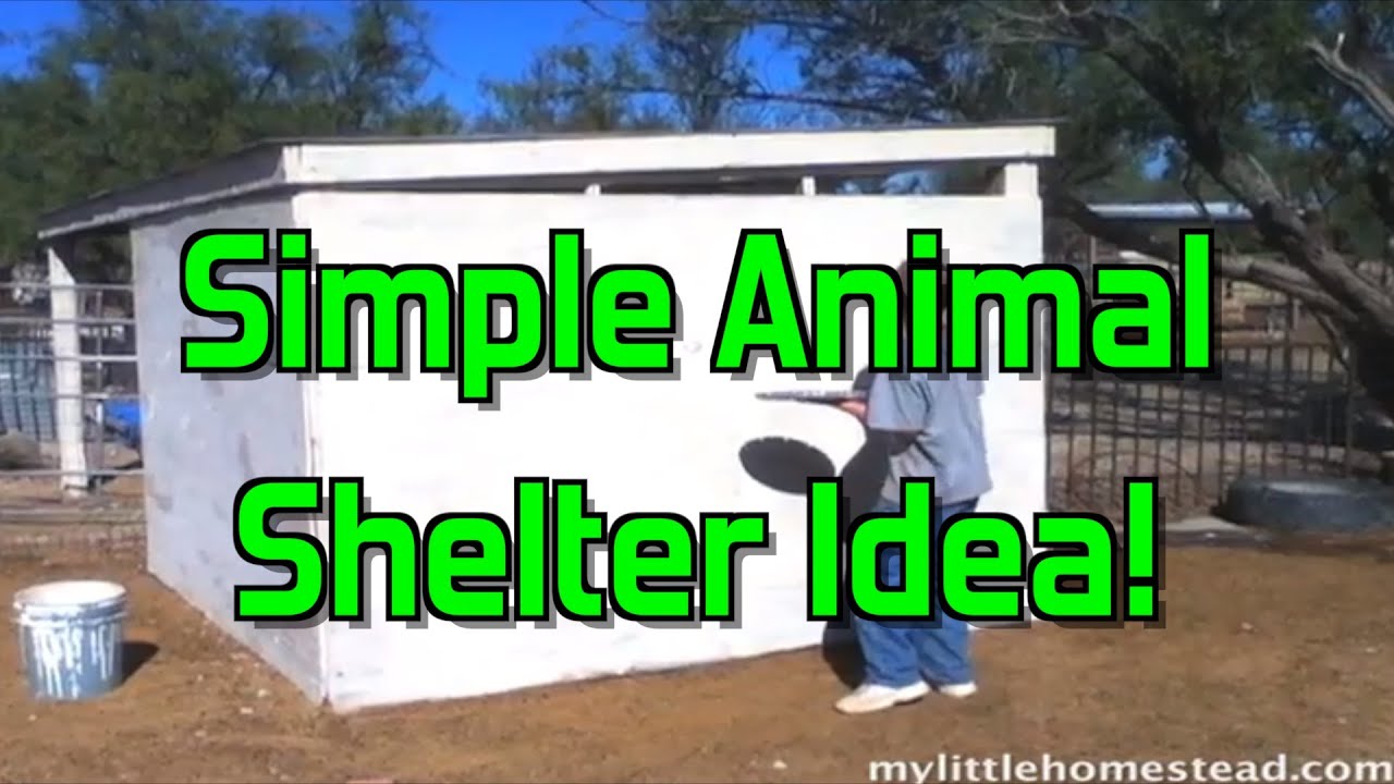 Simple Animal Shelter Idea - YouTube
