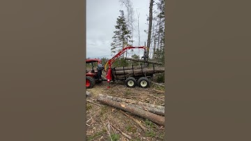 Loading pine logs with kubota L3901 and woody log loader #kubota #shorts #logging #logloader