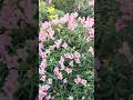 A Moment of Peace 🌸 | Aesthetic Floral Cinematic 🏵️