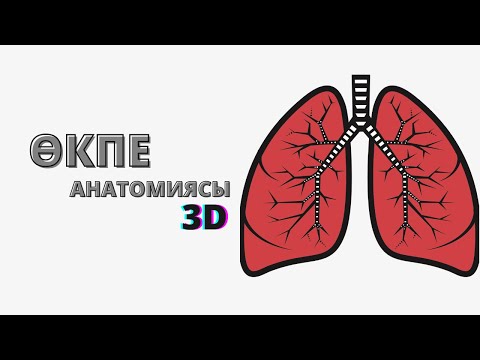 ӨКПЕ АНАТОМИЯСЫ | ҚҰРЫЛЫСЫ , ҚЫЗМЕТІ | ТЫНЫС АЛУ ЖҮЙЕСІНЕ ШОЛУ