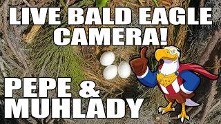Central Florida Bald Eagle Live Cam 4K #Pepe #Muhlady #baldeagle