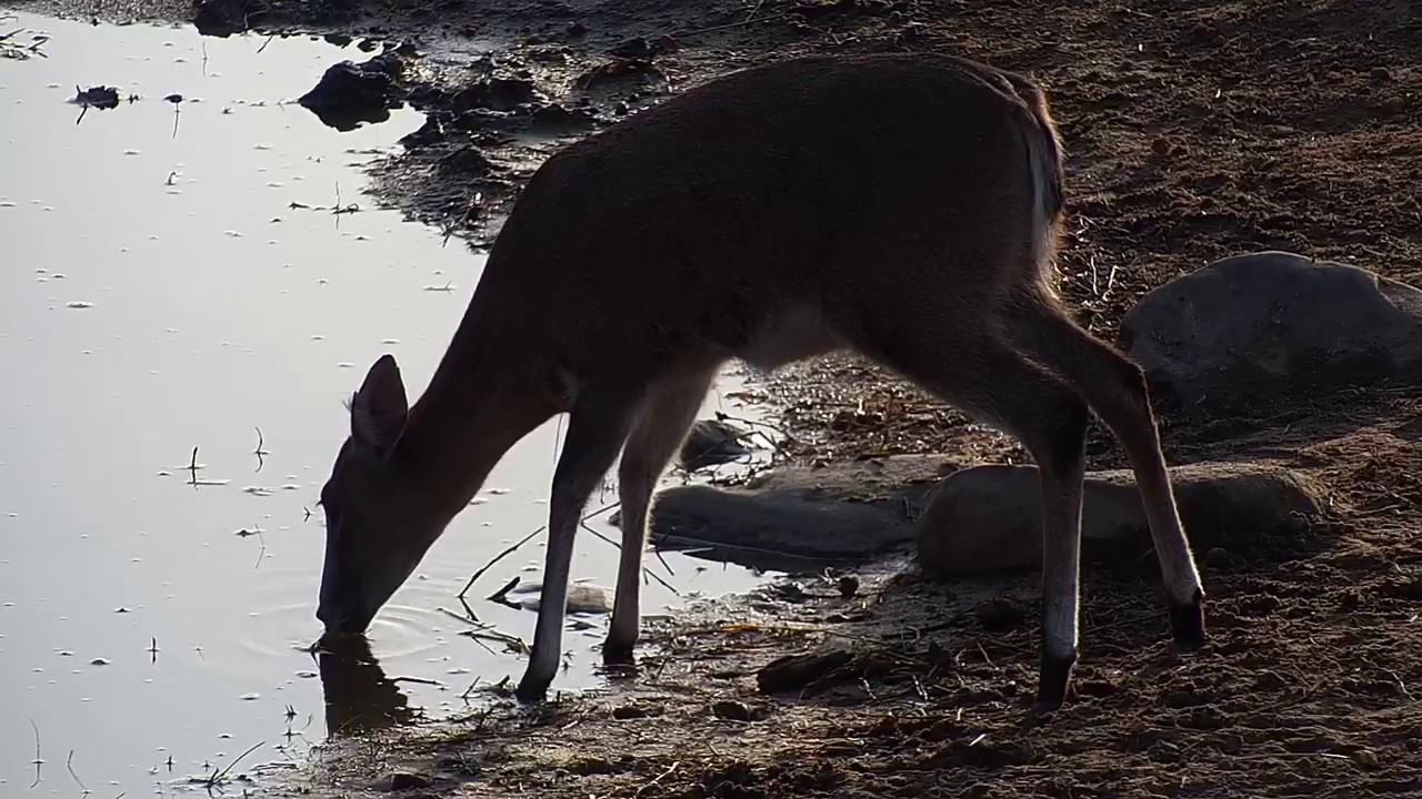 camera iphone 8 plus apk Djuma: Duiker - 07:25 - 07/25/19