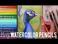 How to Paint a Realistic Peacock Using Watercolor Pencils