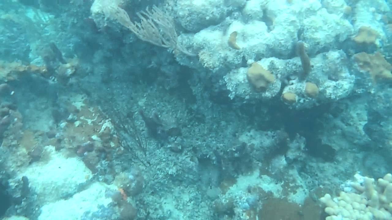Turks & Caicos - Snorkeling Smith's Reef off Provo 4/2/2014