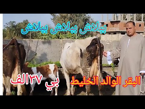 الان خبر عاجل في اسعار البقر الوالد الخليط العالي ببلاش من داخل مزرعه المعلم جمعه يبدا من 37 الف