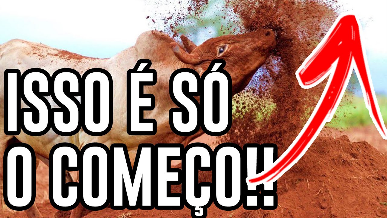 🐂 Bitcoin hoje ainda não começou a corrida dos touros!!! Explicado.