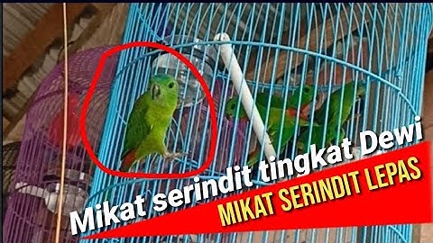mikat burung tingkat Dewa strek dapat serindit jantan pikat andalan yg lepas dari kandang