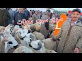 مباشرة من سوق سبت سطات اقليم سطات 11 04 2026 مع التمن حولي العيد الأضحى