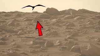 Фото Rover Video Footages: Mars Perseverance Footages - Sol 1099: Mars Rover Footages: Life On Mars