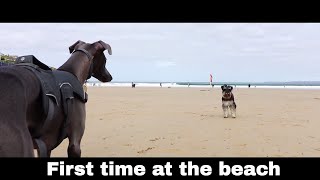 Camping with Jasper - first time at the beach! by Lee Thomas 22,471 views 5 years ago 19 minutes