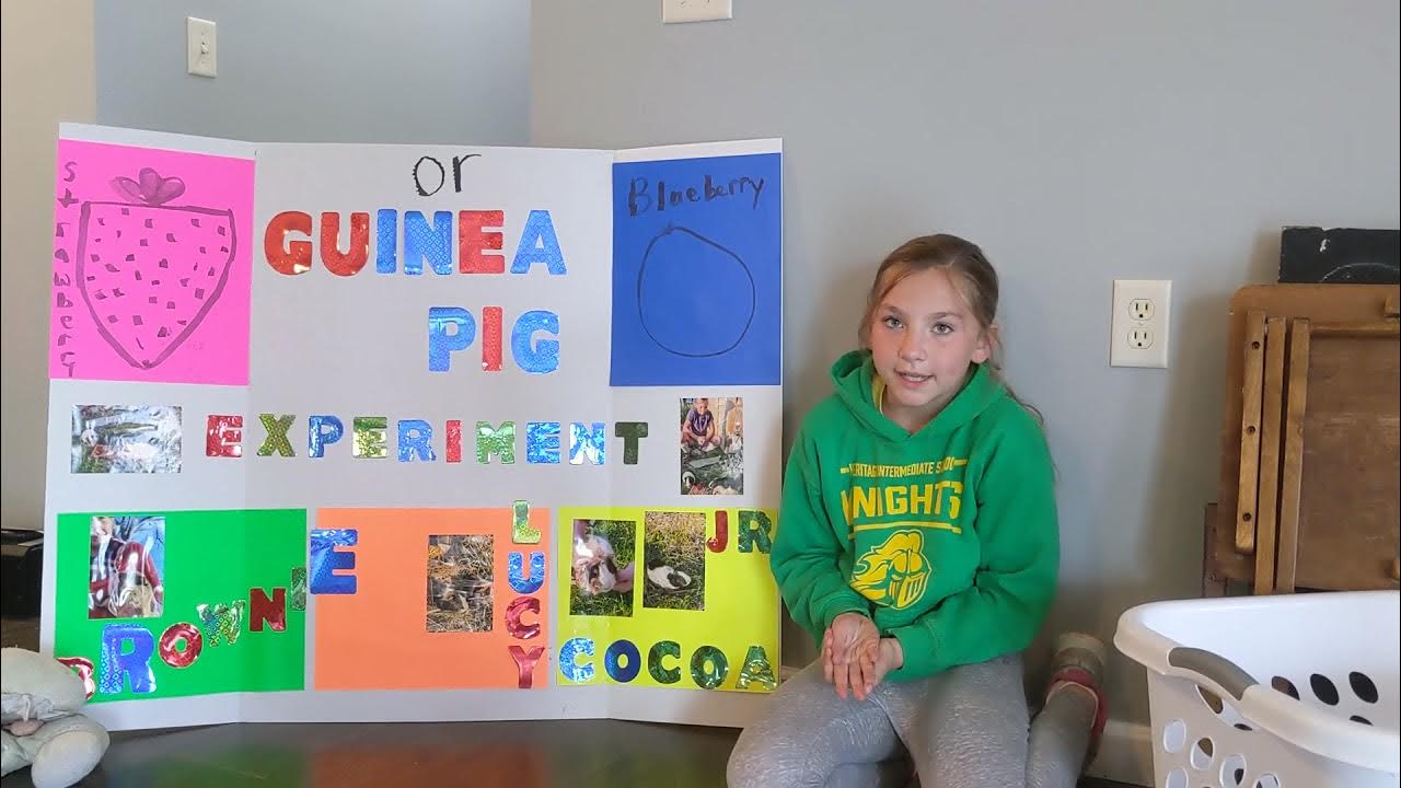 guinea pig science fair project YouTube