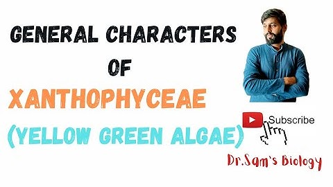 General Characters of Xanthophyceae| Yellow green Algae