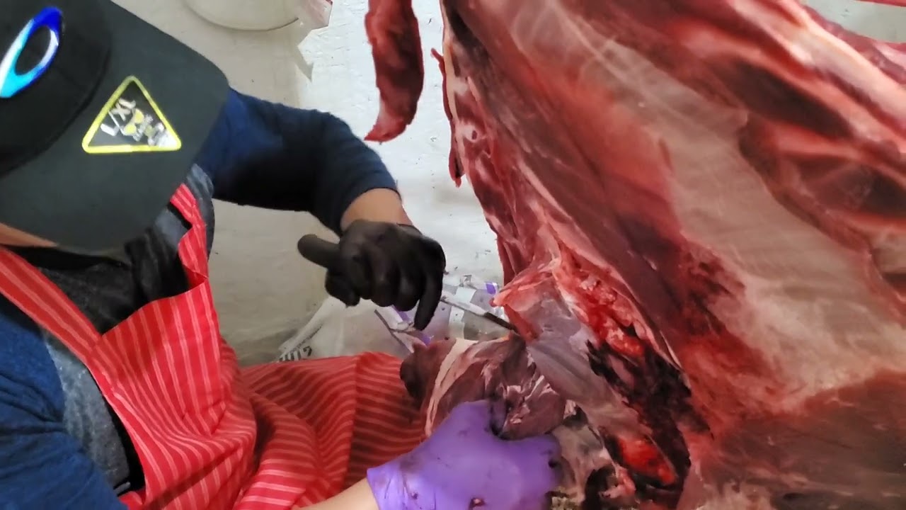 How to butcher cow elk /wild animal breakdown the  part2 