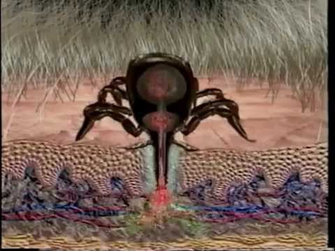 life cycle of a tick