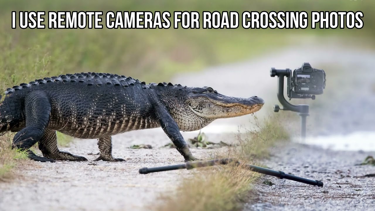My Favorite Florida Alligator Photos ~ Slideshow