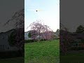#sakura #insta360pro