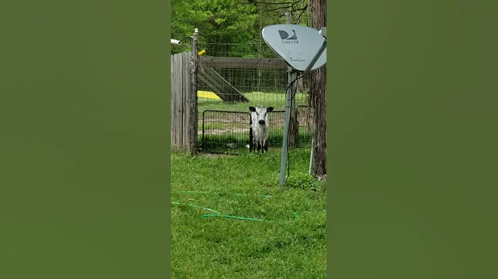 cookie the calf thinks she's a dog