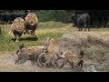 HYENAS BIG MISTAKE PROVOKED LIONESS | MALE LION AS A HERO WHO HYENAS TO SAVE LIONESS