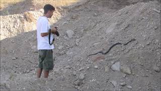 Black Whip Snake Rescue and Releasing Back Into the Wild - Απελευθέρωση φιδιού (Θερκού) - Cyprus by George konstantinou - Cyprus Wildlife tours 367 views 10 months ago 2 minutes, 53 seconds