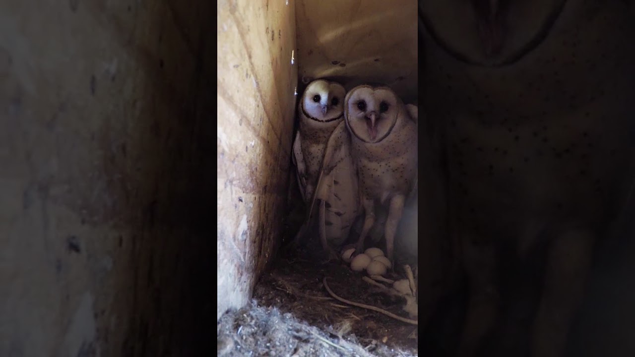 Barn Owl Parents - NO RAT POISON!