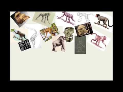 Vidéo: Driopithecus : période de vie, habitat et caractéristiques de développement