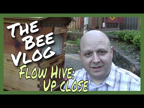 Flow Hive: Up Close - The Bee Vlog - April 18, 2016