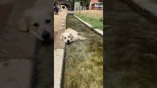 It&#39;s the latest water feature! #dogs #funny #funnydogs #cutedogs #cute #shorts