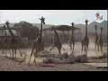 Как бегают жирафы? Прямой эфир Вирри!